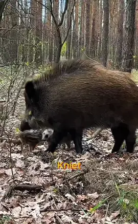 Ich liebe dich von ganzem Herzen.#Warzenschwein #lustigetiere