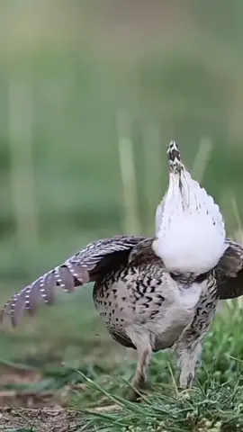 #birds #dance #viral #mustwatch #amazing 