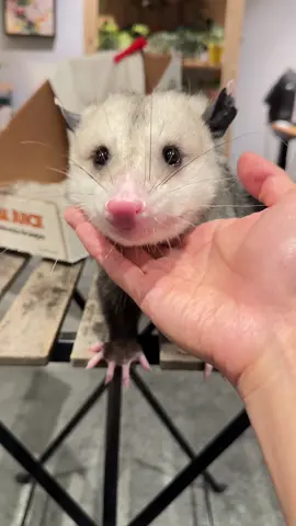 so cute#opossum #cute #babyanimals #cuteanimals #mukbang 