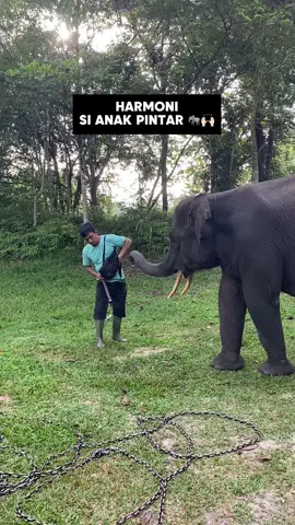 Harmoni semakin hari semalin pintar. Selain tingkahnya yang lucu, Harmoni merupakan salah satu gajah andalan Flying Suqad TN Tesso Nilo. Karena cepatnya daya tangkap harmoni dalam mengikuti arahan Pak mahout. Terus belajar dan berkembang ya Moni. Salam Lestari 🐘