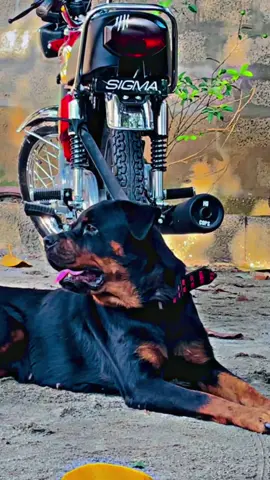 Kabi kabi wafadar b kutty nikal aty han🐕