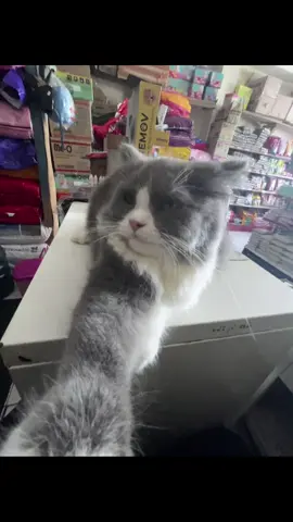 #zoompetshopciamis #fyp #bestsong #trending #jj 