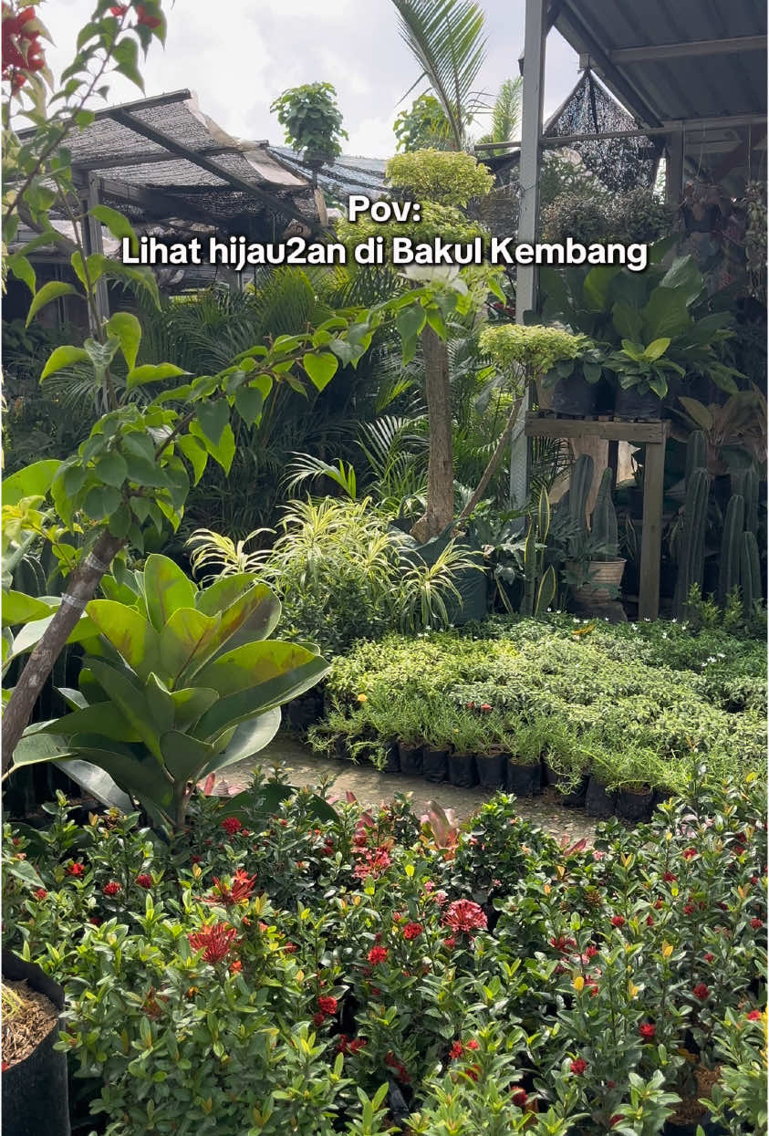 Bakulan kembang dan tanaman karangjati Blora #blora #fyp #viral #vt #tiktok 