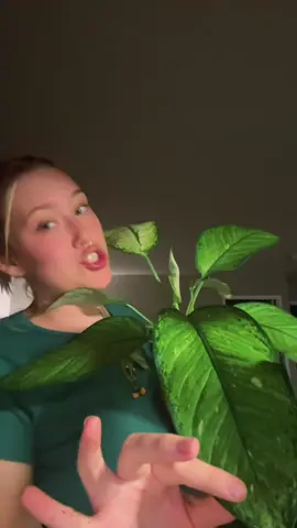 These are my ladies 😏🥵😍#plants #PlantTok #plantmom #thesearemyladies 