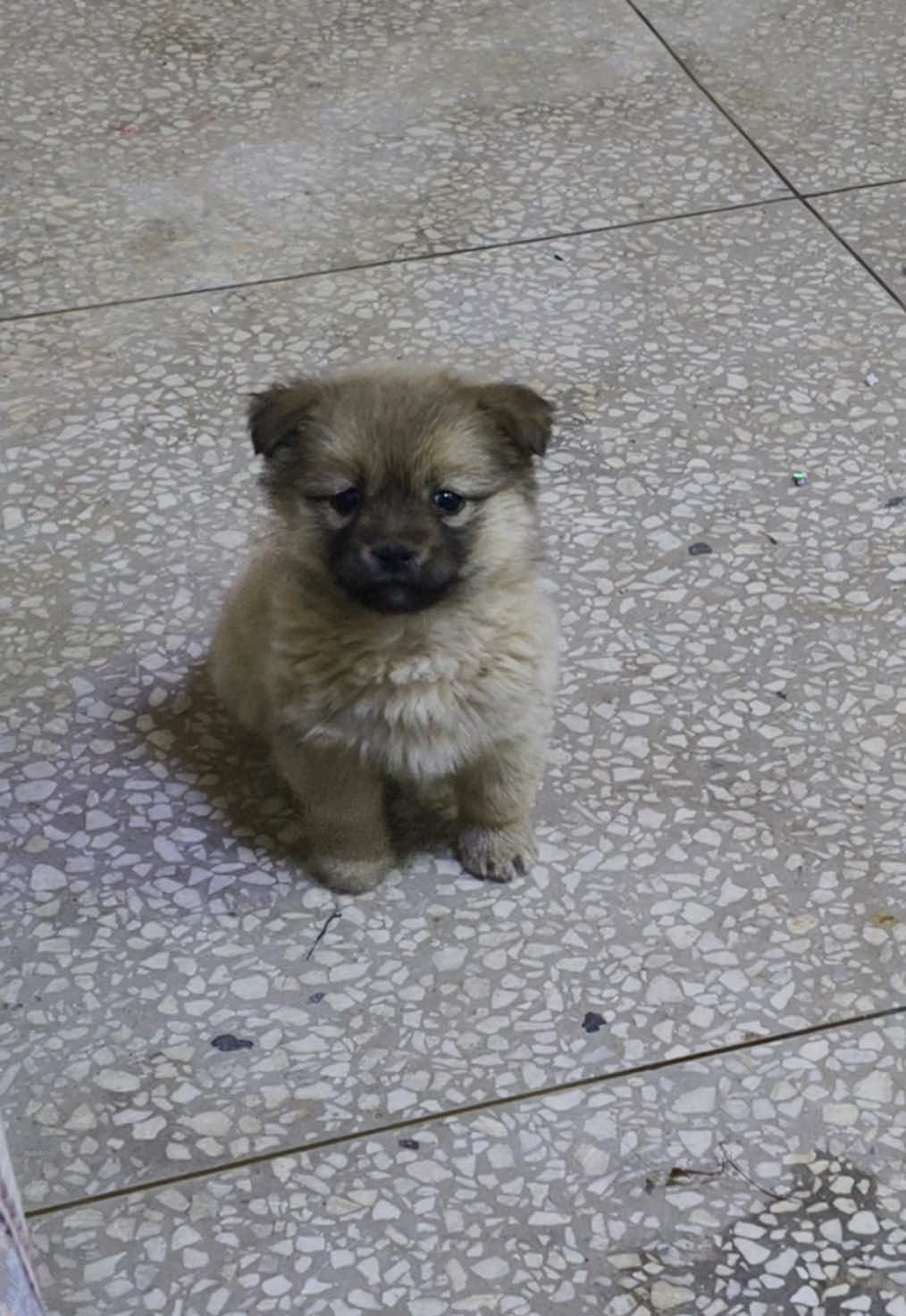#dog #fyp #cutedog #doglover 