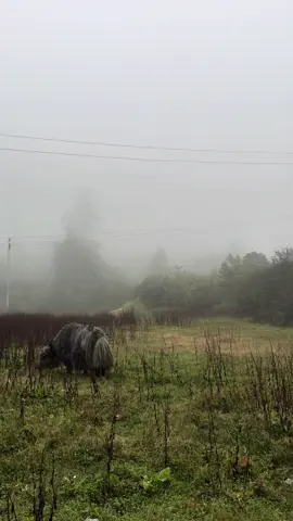 #nature #lowkey77 #relatable 
