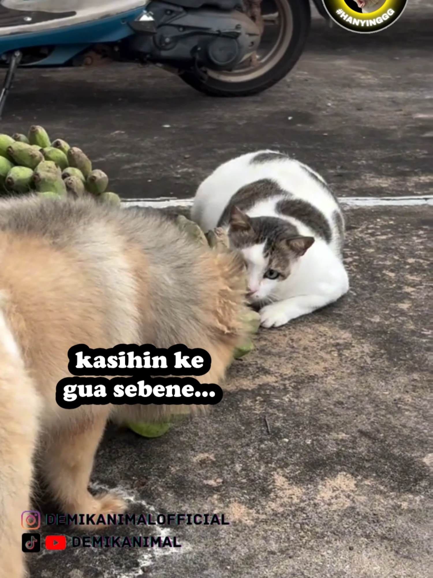 PELIT BANGET DAH #fyp #foryoupage #foryou #dubbing #dubbinglucu #dubbinghewan #dubbingbinatang #demikanimal #dubbingindonesia