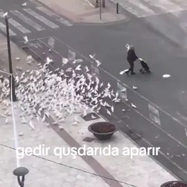 getdi quşlar