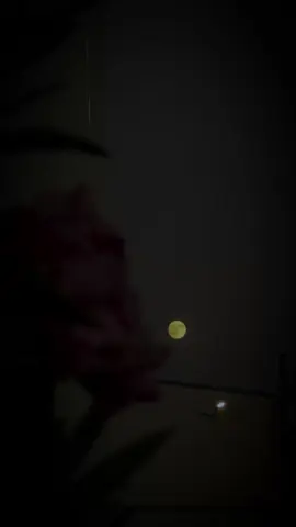 مجھے معلوم تھا وہ میرا ہو نہیں سکتا مگر دیکھو مجھے پھر بھی محبت ہوگئی اس سے#🥺🖤🥀 #foryou #cptntypiest #foryoupage #unfrezzmyaccount 