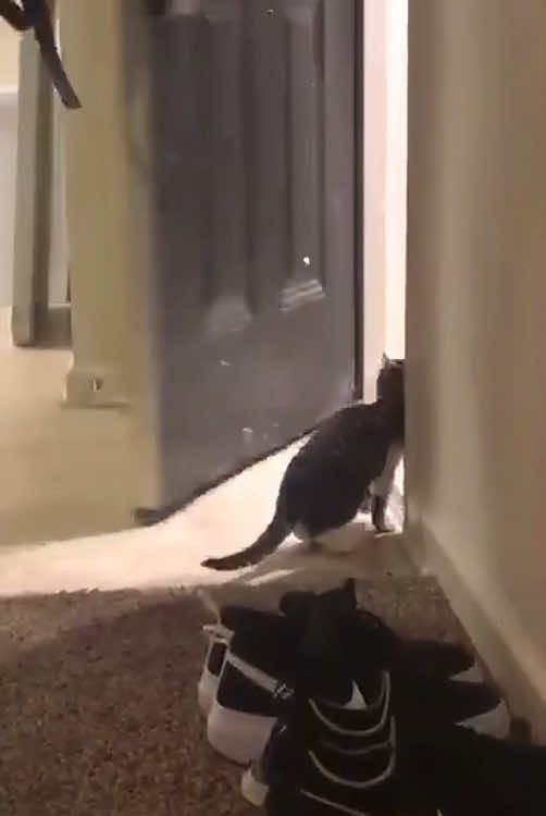 When your cat looks dumber than your roommat😼🐾🤣#cat #catsoftiktok #funnycat #funnyvideo #funnytiktok #fyp #foryou #tiktok 