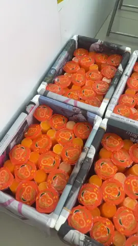 📍จัดส่งทั่วประเทศไทย สั่งวันนี้พรุ่งนี้ได้รับของ                      ในจังหวัดสมุทรสาคร ส่งฟรี 🍊        ✔️รับออเดอร์เรื่อยๆนะครับ ล่วงหน้า 1-2 วัน แต่ถ้ารีบใช้ทางเราก็มีสินค้าสต๊อกไว้แต่อาจจะไม่ครบทุกตัวก็ต้องขออภัย ร้านเราตั้งอยู่ที่สมุทรสาคร ถ้าอยากมาเลือกหน้าร้านก็มาตามนี้ได้เลยครับ  🚛https://maps.app.goo.gl/7Qu3QcMHHowKYCg5A?g_st=ipc #โรงทานงานแจก #งานบุญงานบวช #วันเด็ก  #กีฬาสี #วันเกิด #ทําบุญ