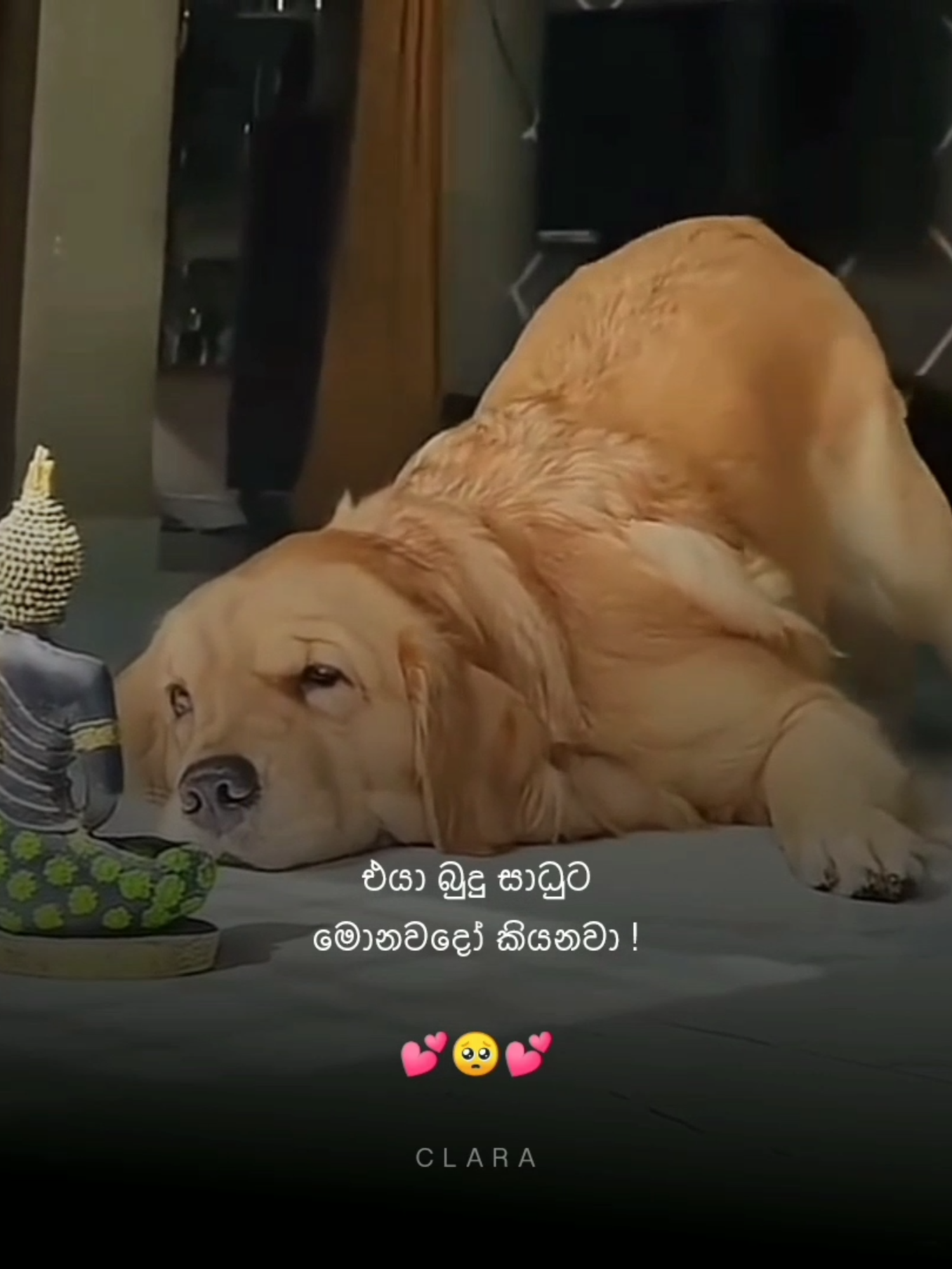 #clara#foryoupage#whatsappstatus#trendingtiktok#popular#quates#dogloverslove