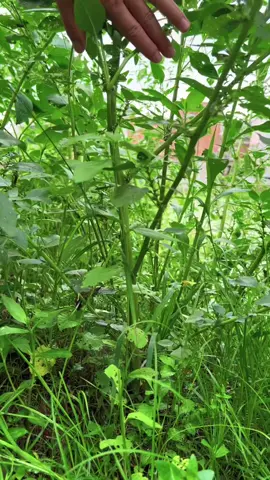#NatureLovers #farmlands #follower #viralvideotiktok #greenpool #foryouu