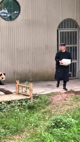 Happy panda#funny #funnyvideo #panda #fpy 