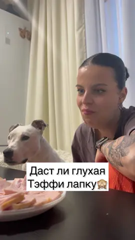 Помните наше легендарное видео, после которого Тэффи многие полюбили?❤️ #Глухаятэффи #глухаясобака #dog 