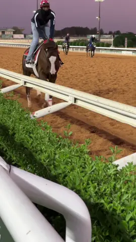 #خيل_وخياله🐎 #خيال #fyp #ميدان_الملك_عبدالعزيز_للفروسية #ميدان_فروسية_الاحساء 