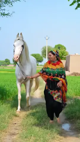 #PunjabiStyle #FreedomVibes #DesiCulture #RuralBeauty #VillageLife #HardworkingWomen #DesiMotorcycle #PunjabiCulture #VillageBeauty #RuralLifestyle #PakistaniTradition #GaoonKiZindagi 