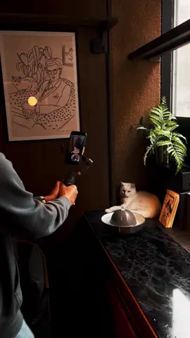 Wenn deine Katze mehr Kamera-Presence hat als du.🐈📽️ Zum Glück gibt’s den Osmo Mobile 7P für den perfekten Shot. 📽️: @dannzkz #djiosmo #OsmoMobile7P #Filmreif #Katzen #katzenliebe