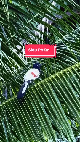 Anh em biết con gì không ah? Siêu phẩm đúng không anh em ơi! #chimdotbien 