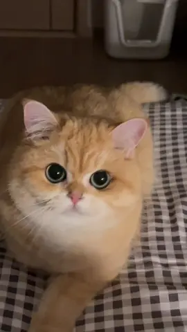 圆圆的眼睛👁️