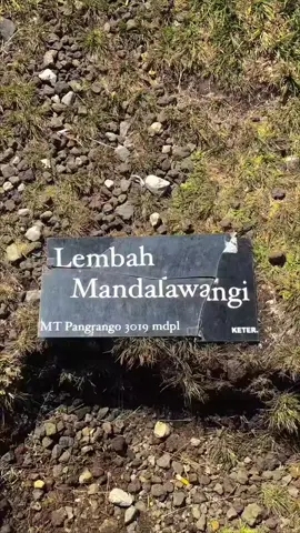 lembah Kasih MANDALAWANGI GN PANGRANGO 3019MDPL #gunungpangrango #gununggedepangrango #gunungpangrango3019mdpl #mandalawangi 