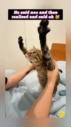 Security first 🤗🥰 #cute #fypppppppppppppppppppppppppppppppppppppppppppppppppppppppppppppppppppp #catlover❤️ #viral #cat 