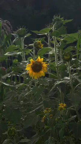 @Talal Sam | طلال سام #foryou #طلال_سام #بنطر_حبيبي 