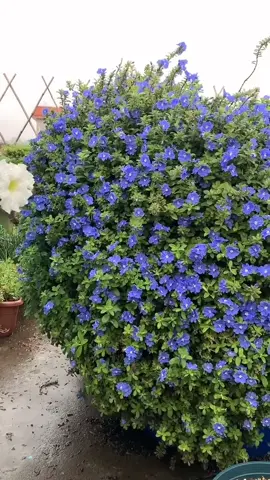 Hoa Thanh Tú🌸🌸 Một loại hoa thân thảo mọc bụi chịu nắng rất tốt. Hoa bé nhỏ màu xanh lam đặc trưng ra hoa quanh năm thường được trồng trang trí cảnh quan, ban công🌸 #hoadep #hoacaycanh #hoasanvuon #hoathanhtu 
