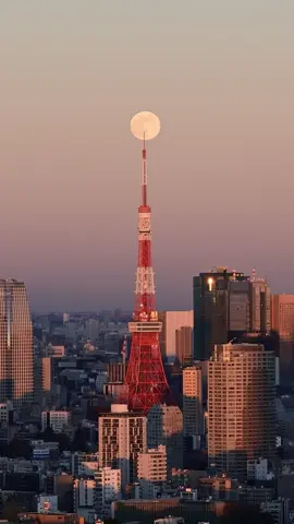 今日は中秋の名月🌕 関東は雲で見られるか微妙ですがですね ※動画は以前撮影したものです 中秋の名月とは一年でいちばん美しい月といわれる、旧暦8月15日の夜の満月。 澄んだ秋の空に浮かぶ月を眺めながら、豊作や幸せを願う日です。 旧暦8月は、秋の真ん中＝「中秋」とされる季節。 この時期は空気が澄み、湿度も低く、月が特に美しく見えることから 「名月（＝すばらしい月）」と呼ばれるようになりました。 #月#中秋の名月#秋　