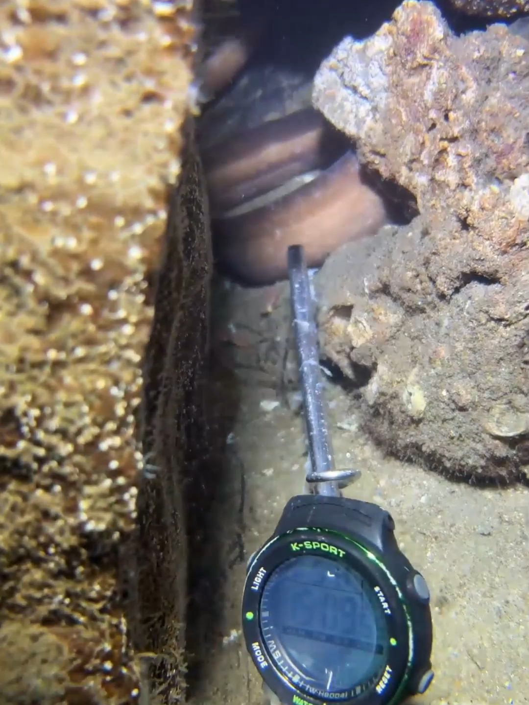 #diving #fishing #eels #crab #lobster #beach #deepsea #catchthesea #nature #sea