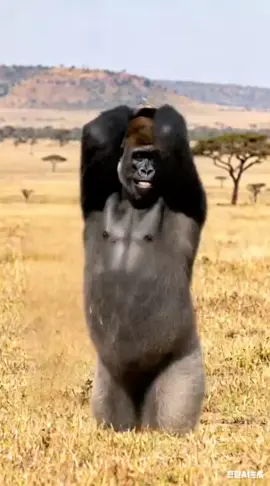 Chimpanzee Dancer#funnymoments #aivideo #dancer #foryo #ai