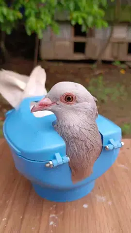 kalapatai treatment E-CAP #pigeon #care #shorts 