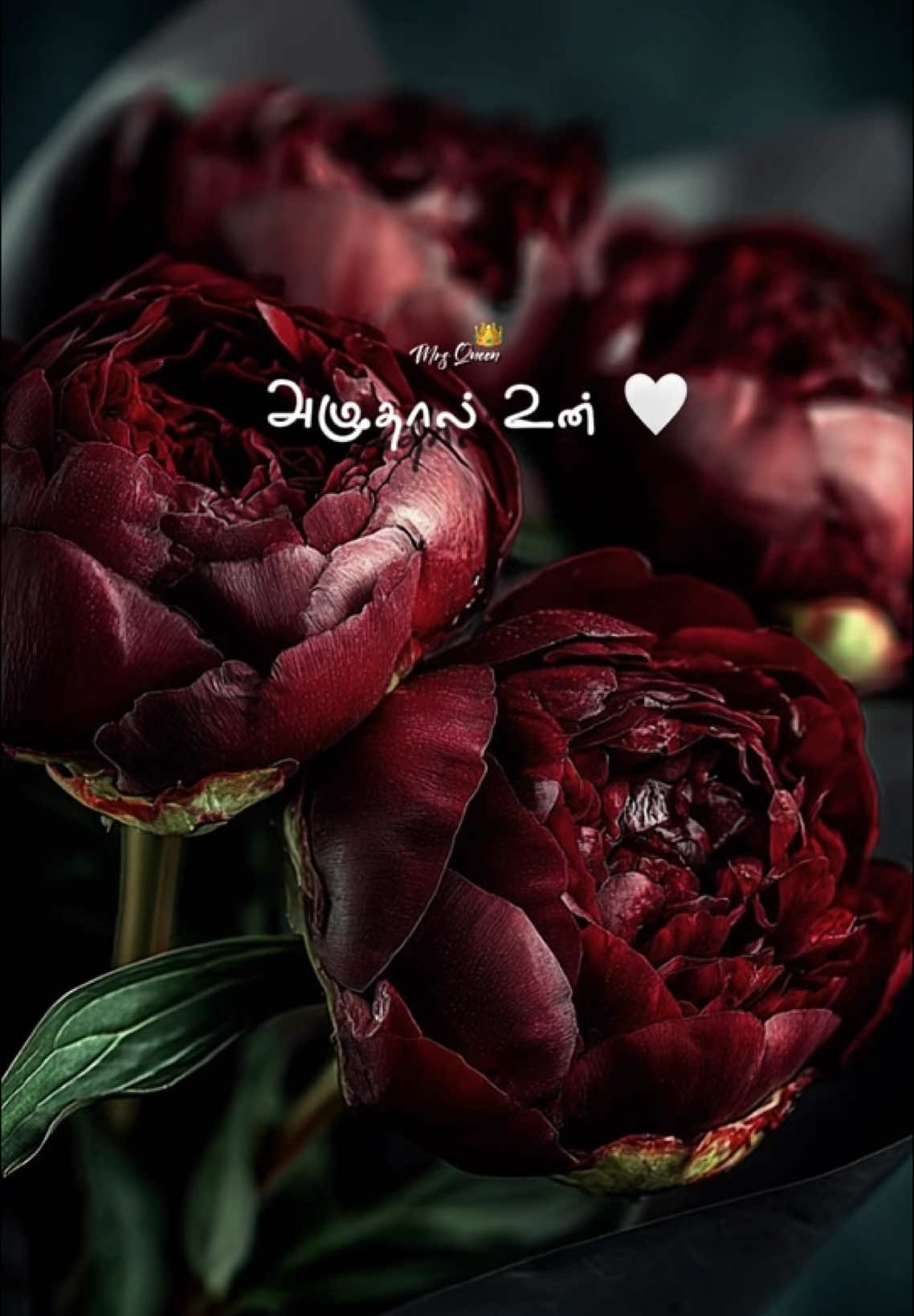 பிறை தேடும் இரவிலே உயிரே 🫶🏻🥰#piraithedum #saindhavi #gv #gvprakash #lovesong #Love #lovesongs #lovesongcovers #unakkena_maddum_vaalum_ithayamadi__😘 #lovesong❤️ #loveyou #viraltiktok #lovestatus #videosong #tamillyrics #song #enayulregaineeyadi #whatsup #tamillovesong #tamillovestatus #saindhavi_prakash #video #whatsappstatus #videoviral #saindhavisongs #tamilsong #unakkena_maddum_vaalum_ithajamadi🦋 #enayulregaineeyadi💛 #piraithedum_iravilae_uyirae 