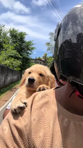 අපි ඩොක්ටර් ආන්ටිව බලන්න යනෝ..🤭 #goldenretriever #puppy #srilankangoldenretriever #retrieverpuppy #goldenretrieverlife #bestpuppy #trending #fypppp #foryoupage #viral #srilankan_tik_tok🇱🇰 #fyp #onemilionaudition @R_A_S_I_K_A @sl_mr_gr 