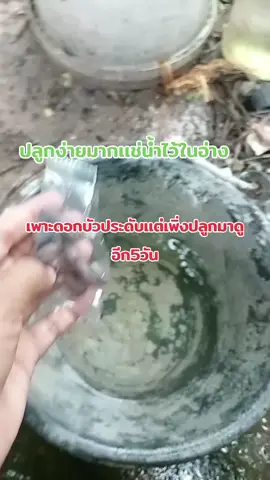 เพราะเม็ดบัวประดับในอ่างเลี้ยงปลา# เม็ดบัวปลูกประดับ #ทำนายหน้าติ้กต๊อกช้อป #ร้านแม่กุล #ครีเอเตอร์tiktok #ทำนายหน้าติ้กต๊อก 