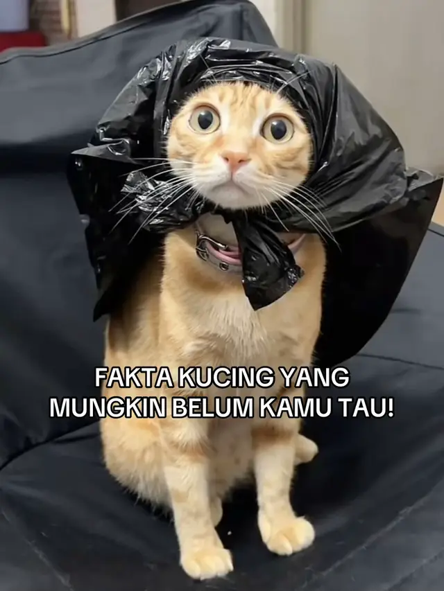 menurut kalian gimana? #faktakucing #fyp #viral #catlover #kucinglucu 