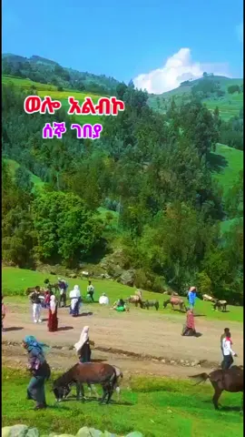 #ወሎጎንደር❤ጎጃም❤ወሎ❤ሸዋ #አልብኮዬ❤ #ሳልመኔ 