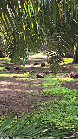 buah banyak #kulisawit #videovirall #CapCut 