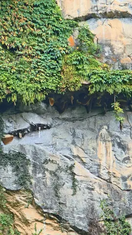#tauthali #waterfalls #nepal🇳🇵 #fyp #moment 