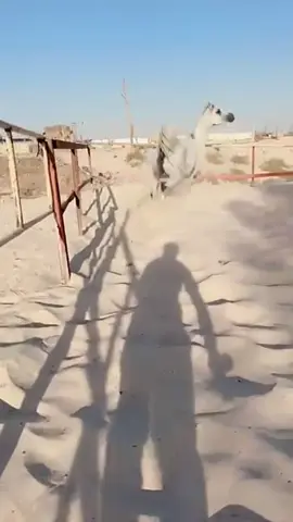 هنا الجمال🤍😍🐎 #مربط_الريف_العيوني #الاحساء_المبرز_العيون_بقيق_الدمام_بقيق #مالي_خلق_احط_هاشتاقات🦦 