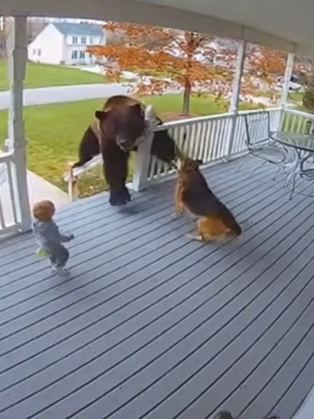 Part 5 | Security Cam Dog Catches vs Bear - Baby Saved! #viral #fyp #foryou #cats #ring