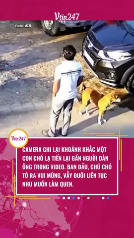 CAMERA GHI LẠI KHOẢNH KHẮC MỘT CON CHÓ LẠ TIẾN LẠI GẦN NGƯỜI ĐÀN ÔNG TRONG VIDEO. BAN ĐẦU, CHÚ CHÓ TỎ RA VUI MỪNG, VẪY ĐUÔI LIÊN TỤC NHƯ MUỐN LÀM QUEN. #tiktoknews #vtin247 #xuhuongtiktok #giaitritiktok #tintuc 