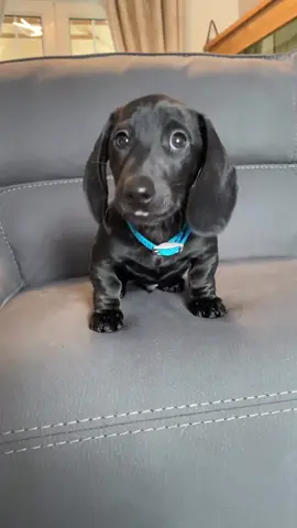 Smooth Black hort Hair dachshund available at a good price. Message us for more info if interested….. #dachshund #dachshundsoftiktok #dogs #dogsoftiktok #puppies 