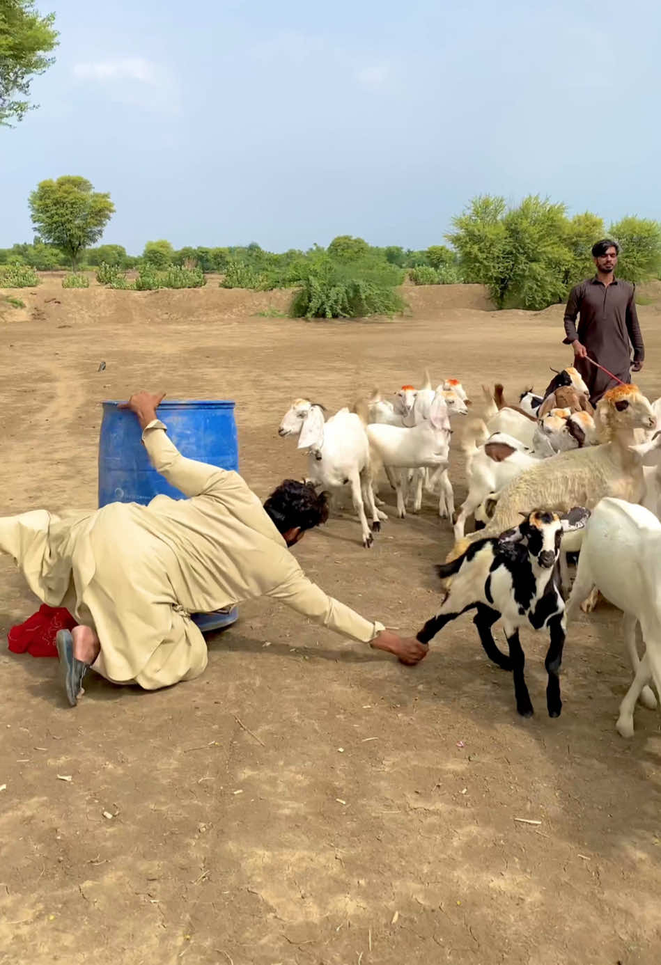 Goat Drum ? #teamamk346 #foryou #foryoupage #gulabshah #goat 