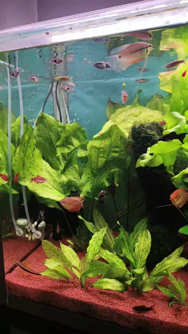 Aquarium update😁 #aquarium #freshwateraquarium #aquariumhobby #aquariumplants #nature 