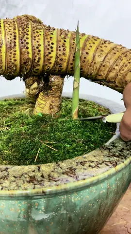 tre bonsai #bonsai #caycanh 