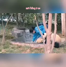 #หมีแพนด้า #น่ารักๆ #animals #ข่าวtiktok 