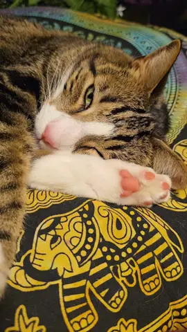 #catsoftiktok #toebeans 