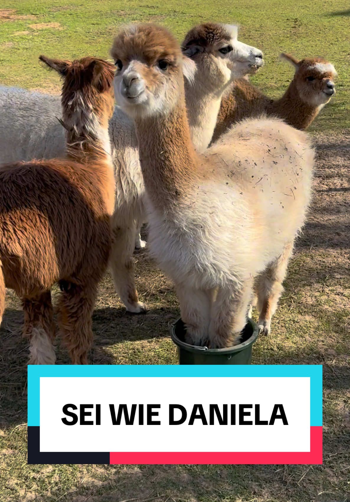 Manchmal sollte jeder ein bisschen Daniela sein, aber nur manchmal #alpaka #ego #daniela #fyp #tiere 