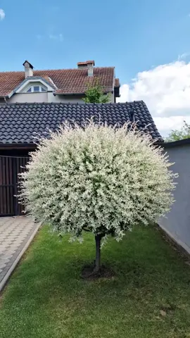 Tailler les perce-neige #garden #cleaning #gardening #asmr #fyp 
